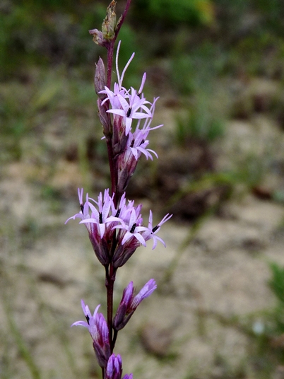 {Liatris tenuifolia}